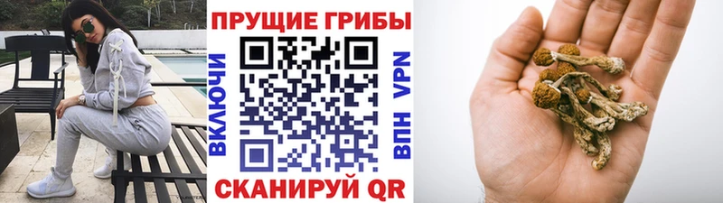 Галлюциногенные грибы Psilocybe  Купить закладки  Шатура 